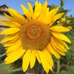 Sunflowers are always worth a photo!