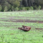 Fallen Mammoth on Pescadero Road