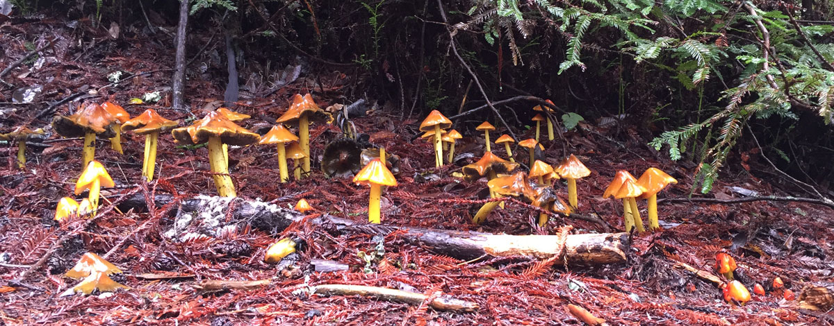 mushroom_forest