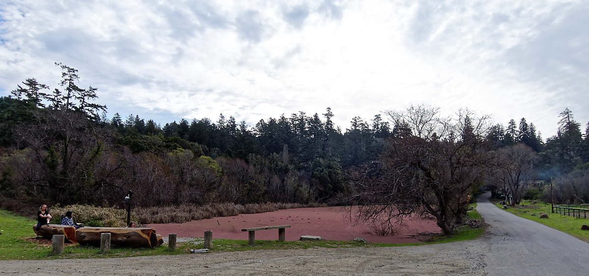 The LaHonda duck pond remains covered by red "something" but whatever it is, it doesn't seem to bother the ducks.