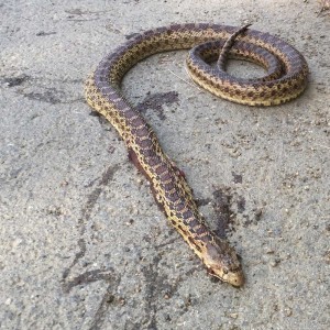 Snakes don't have good odds of making it across a busy road, and we're not always there to help.