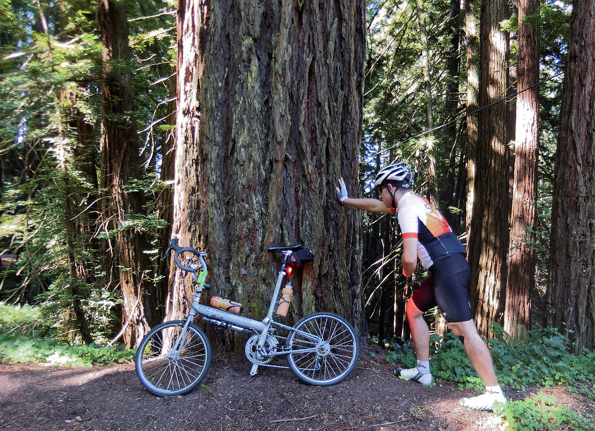 Kevin felt so strong on today's ride he decided to try and push over a tree.